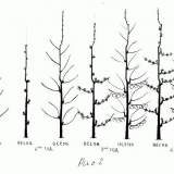 Kako orezati stubasto stablo jabuke za početnike - jesenska i proljetna njega